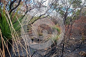 Avon Valley National Park burned landscape after wild fire in Western Australia