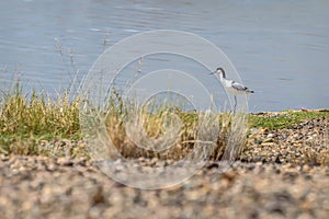 Avosetta lake bird summer