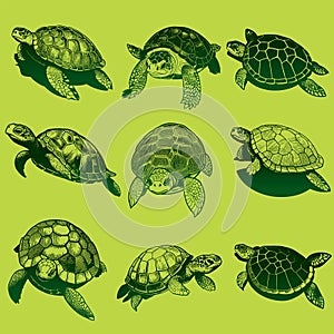 Turtle hand drawn sketch Vector illustration