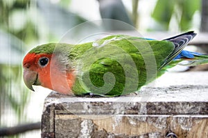 Awaken Parakeet photo