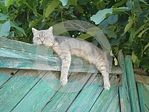 The awakened cat on the fence