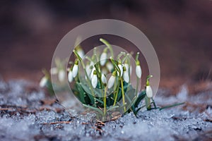 Awakened snowdrops meet spring breaking through the snow on the lawn in the park.