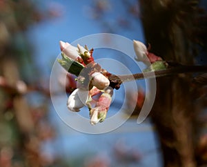 Soon the unusual fluffy branches will be adorned with delicate, weightless white petals of numerous flowers.