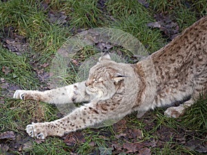 Awakening Lynx in the forest