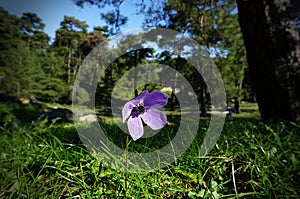 Awakening of Nature: Anemon Windflower