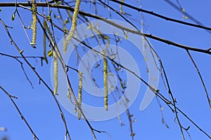 Awakening of nature. Young hanging shoots from buds on the bare branches of a tree against a blue sky.