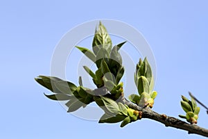 Awakening of nature. Young leaves from buds on a tree branch against a blue sky.