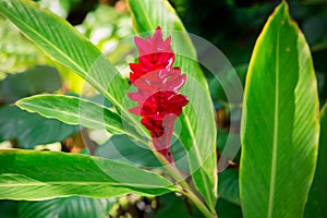 Awapuhi-UlaUla Hawaiian Red Ginger