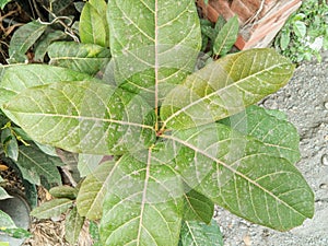 Awar-awar (Ficus septica) is a type of plant that is related to the banyan. the leaves are fresh green