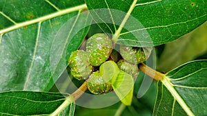 Awar awar fruit from Indonesia is green with wide leaves