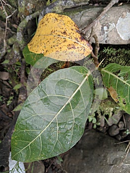 awar-awar plant growing wild in the garden