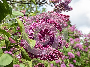 Award-winning Common Lilac (Syringa vulgaris) \'Andenken an Ludwig Spath\' blooming with slender panicles