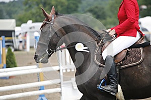 Award winning racehorse during celebration on a show jumping eve
