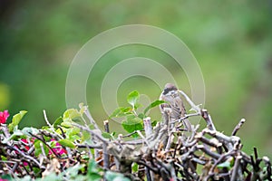 An aware Eurasian Tree Sparrow