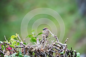 An aware Eurasian Tree Sparrow