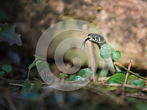 Aware! Grass snake smelling with its tongue