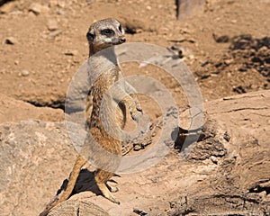 Aware meercat