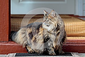 Aware norwegian forest cat female standing on doorstep