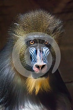 Awareness of the meaninglessness of being in the eyes. The pensive face of a madril monkey Rafiki  on a dark background