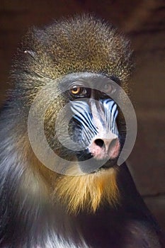 Awareness of the meaninglessness of being in the eyes. The pensive face of a madril monkey Rafiki  on a dark background