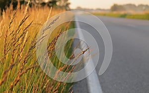 Away in the summer holidays - golden grasses on the roadside