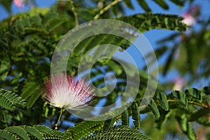 Awe-inspiring beauty, the Persian Silk Tree displays its crown of ornamental inflorescence flowers and arching branches,