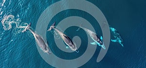 Awe-inspiring marine wildlife immense size of the majestic whale. Generated AI