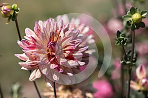 Awe Shucks pink flower of dahlia close-up