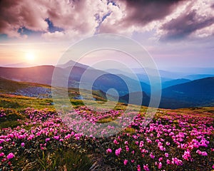 Awesome alpine valley in warm light. Location Carpathian national park, Ukraine, Europe