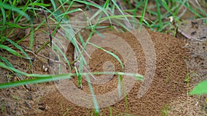 Awesome Anthill on ground. All ants are working together. Ants at the entrance to the terminate mound.