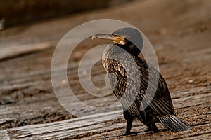 awesome beautiful close-up view of Great black cormorant in natural habitat.