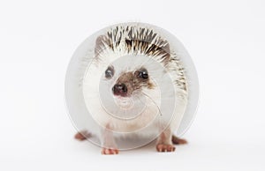 Awesome and beautiful rodent hedgehog baby in white background