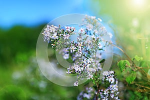 Awesome bluestar flowers in autumn background. Natural floral de