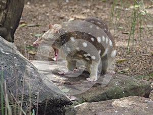 Awesome breathtaking unique Spotted-Tail Quoll.