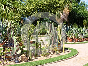 Awesome cactuses and succulents in Botanical garden Tete d or in Europe, Lyon, France. Collection of cactus and succulents in sann