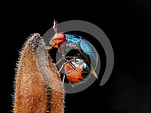 Awesome Celyphidae (bugfly). Have you ever see?