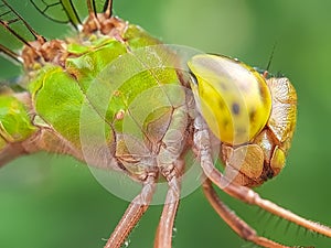 Awesome dragonfly with a yellow head