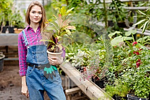 Awesome female gardener holding potted croton flower at greenhouse