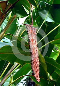 Awesome Firecracker Heliconia