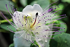 Awesome flowering. Macrophotography of caper flower.