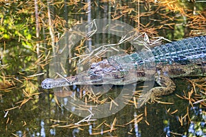 Awesome Gharial Gavialis gangeticus