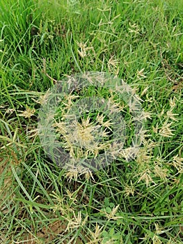 Awesome green grass plant