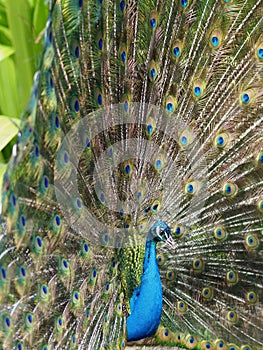Awesome male Peacock in natural beauty.