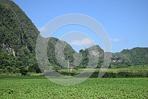 Awesome nature green ViÃÂ±ales valley Cuba photo