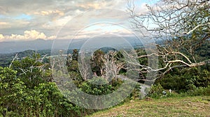 awesome old acacia tree