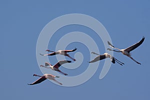 Awesome and Perfect Pink Greater Flamingo Birds Flying in the Sky