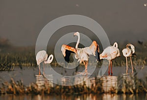 Awesome and Perfect Pink Greater Flamingo Birds Group and Reflection iin Morning Sun