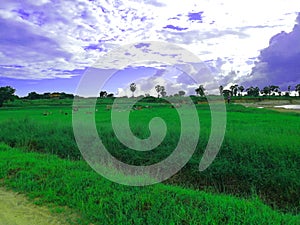 The awesome picture of the paddy field