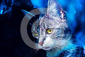 Awesome portrait of ash cat in blue outer space