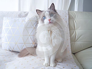 Adorable Ragdoll cat with beautiful cushion. photo